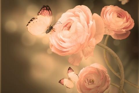 �Ϸʶ���(w��)�I��